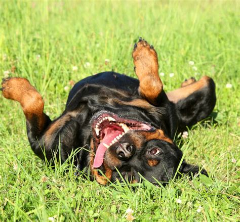 Can Tapeworms Stunt A Puppys Growth