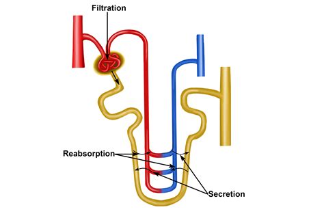 Some substances transfer from blood flow to tubule