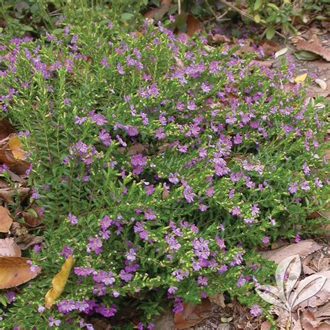 Mexican Heather – Plants for Texas