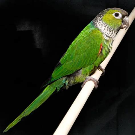 Black-capped Conure Care Sheet | Birds Coo