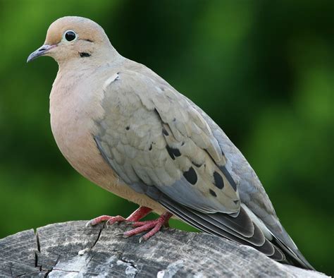 Earth and Space News: American Mourning Dove Habitats: Gray Body, Platform Nest, White Egg