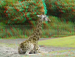 Giraffe Beekse Bergen 3D | anaglyph red/cyan | wim hoppenbrouwers | Flickr