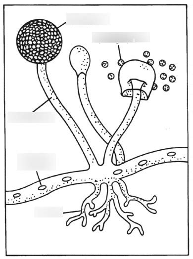 parts of a sporangiophore Diagram | Quizlet