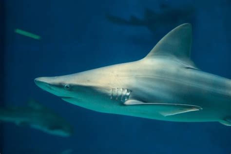 Oceanic Whitetip Shark Facts, Habitat, Diet, Life Cycle, Pictures