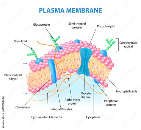 Cell Membrane Anatomy Stock Vector | Adobe Stock