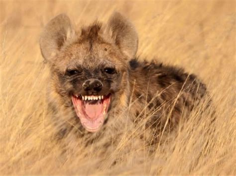 laughing animal | Hyena, South africa safari, Animal riddles