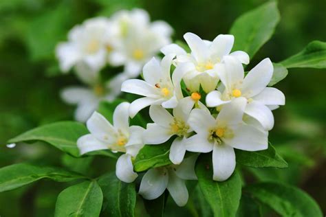 Jasmine Plant - Plants Information