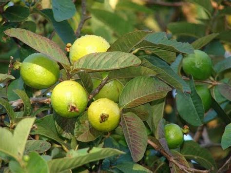 Guava variety: अमरूद की 5 बेहतरीन किस्में, इन्हें उगाने पर मालामाल हो ...