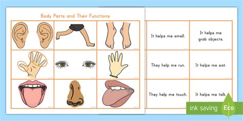 Body Parts and What They Do Matching Cards (teacher made)