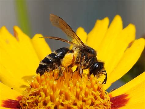 Solitary bees | Grow Wild | Kew