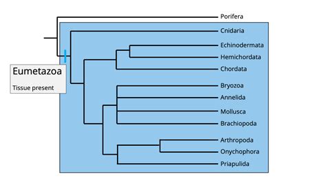 Animal Phylogeny - Digital Atlas of Ancient Life