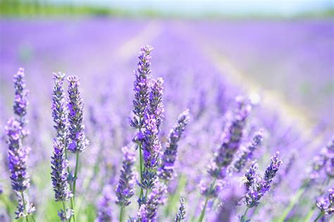 Lavender Field Purple - Free photo on Pixabay - Pixabay