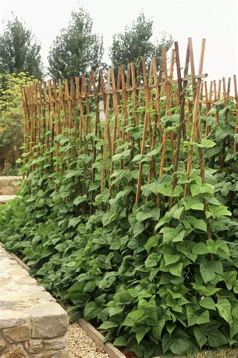 Growing Green Beans Trellis, Green Bean Trellis, Diy Garden Landscaping ...