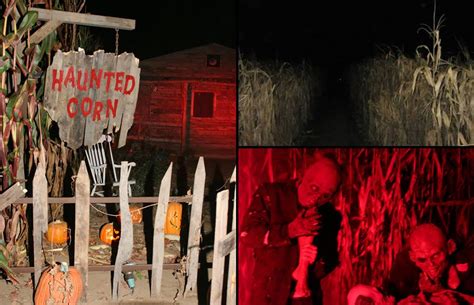 Haunted Corn Maze | Very dark corridors of a haunted corn maze where hungry zombies jumped ...