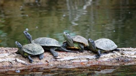 Outdoor Turtle Pond – The Turtle Hub