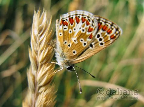 Photographis: Wings and Butterflies - Close up Series