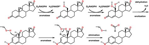 Aromatase - wikidoc