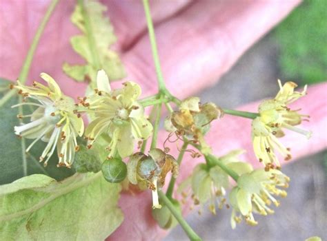 Lime Tree Flowers - Tree Guide UK Lime tree flowers