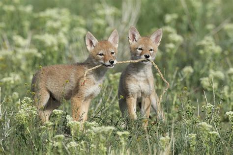 Coyote Pups - Lets Share Photograph by Ross Swanson - Pixels