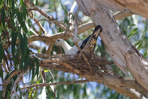 Pied Imperial Pigeon on its nest near Lucinda in North Queensland