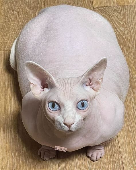 Picture of an obese Sphynx cat looks like a plush toy – Michael Broad