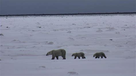 Polar Bear Camera - Tundra Buggy Lodge - south cam | Explore.org