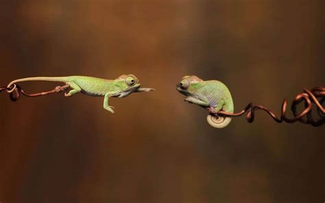 15 Reasons Why Reptiles Make Great Pets