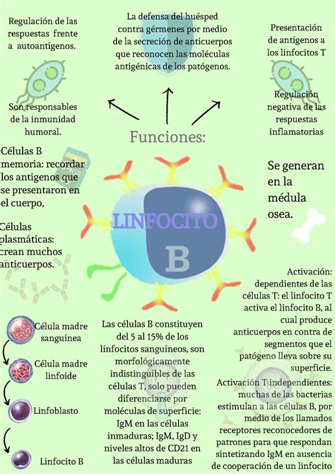 Linfocitos B - Apuntes sistema inmune - LINFOCITO Funciones: Son ...