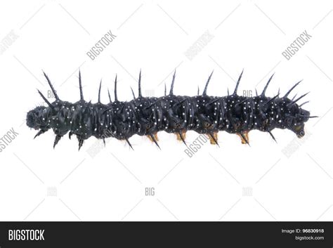 Black Caterpillar White Spots On Image & Photo | Bigstock