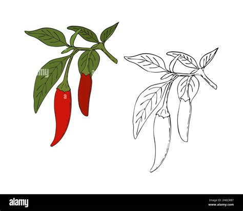 Chili pepper hand drawing doodling style, color and outline. Isolated ...