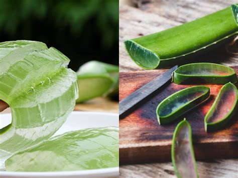 Aloe vera's side effects and how to deal with them