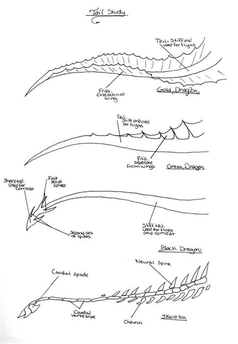 Dragon Anatomy: Tails by crazyflutegirl on DeviantArt