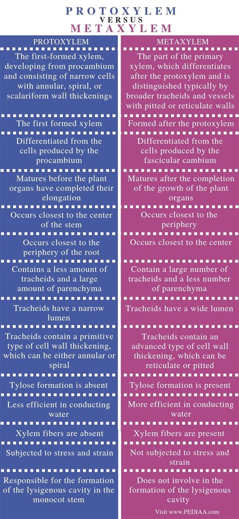 What is the Difference Between Protoxylem and Metaxylem - Pediaa.Com