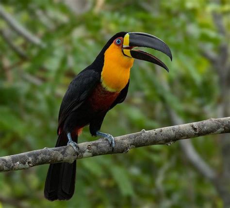 Channel-billed Toucan – AZ Birds