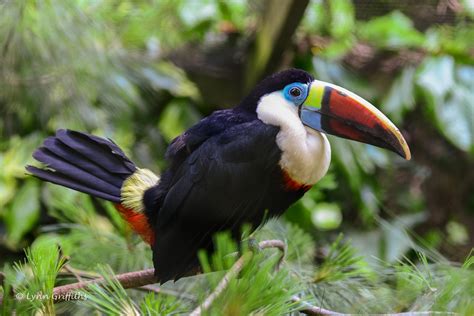 Tapete Toucan, Vogel, Schnabel HD: Widescreen: High Definition: Vollbild