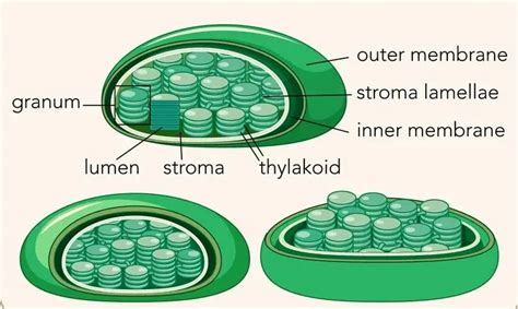 Plastids - Definition, Types, Structure and Function