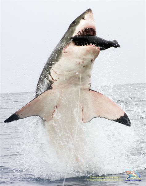 Photos: Great White Sharks Breaching for Photog's Synthetic Seal Lure ...