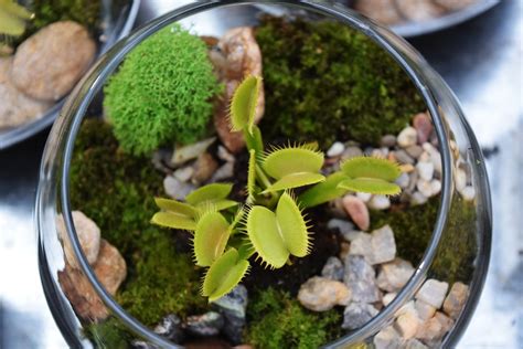 Carnivorous Plants Terrarium - Garden.eco