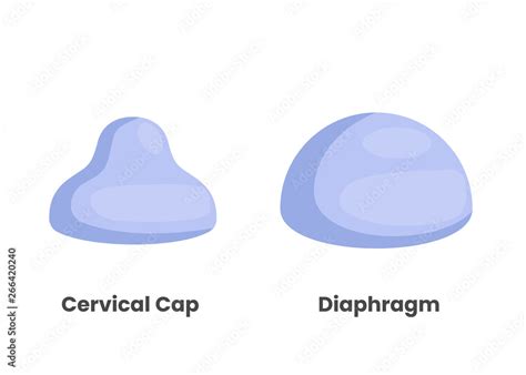 Diaphragm and cervical cap Stock Vector | Adobe Stock