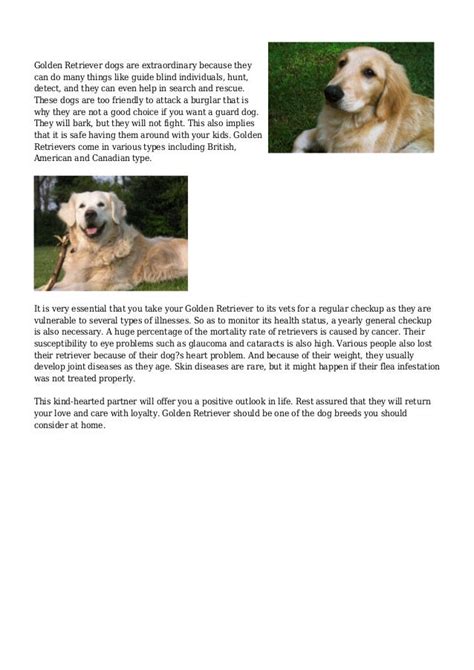 Amazing Facts about Golden Retriever