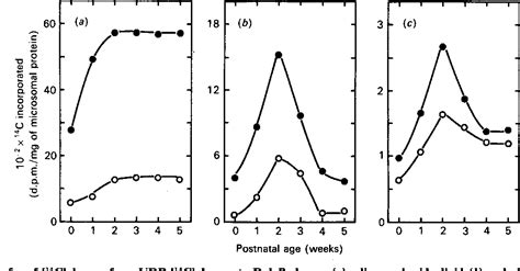 Figure 1 from Postnatal changes in dolichol-pathway enzyme activities ...