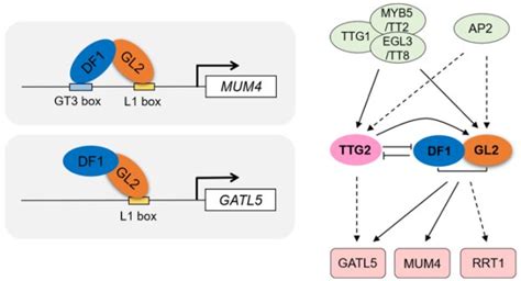 Transcriptional regulatory mechanism of plant pectin biosynthesis