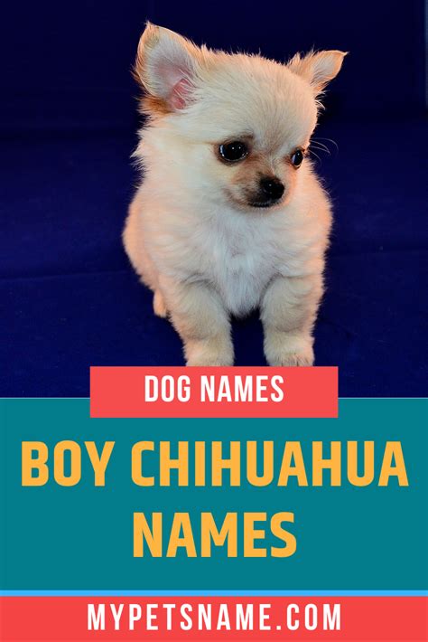 33+ Chihuahua Puppy Boy Names Picture - Bleumoonproductions