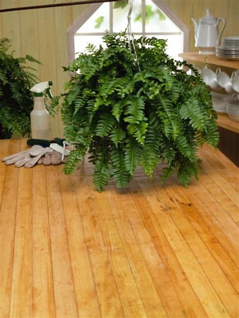 How to Take Care of a Fern Indoors | Indoor ferns, Indoor plants, Ferns care