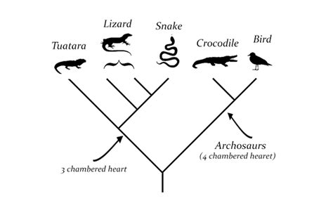 Student Activity - How Are Animals Arranged on a Cladogram?