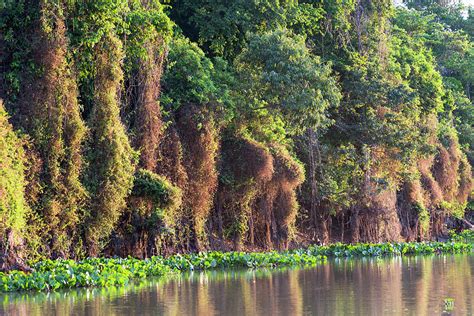 Brazil, Mato Grosso, The Pantanal, Rio Photograph by Ellen Goff - Fine ...