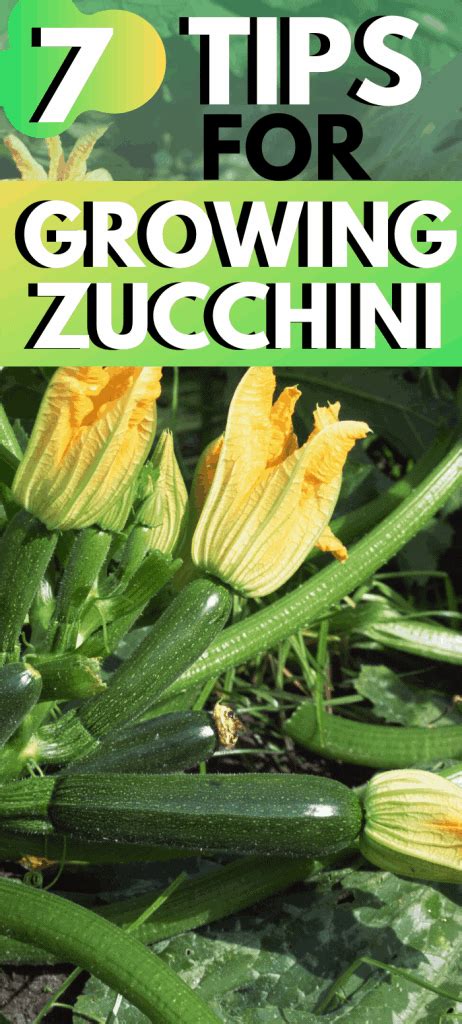 7 helpful tips for growing zucchini plants – Artofit