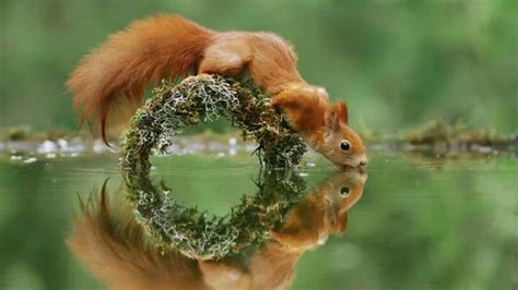 Iphone Wallpaper Squirrels - 640x960 Cute Red Squirrel Iphone 4 Wallpaper / Squirrel ultrahd ...