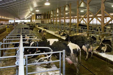 Livestock - Interior of a new hi-tech freestall dairy barn with an automated manure cleanout ...