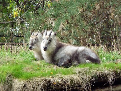 Japanese Serow | ZooChat